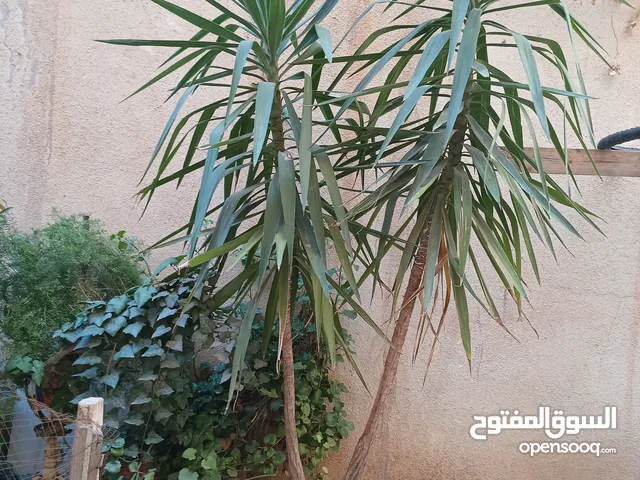 شجر زينة حجم كبير