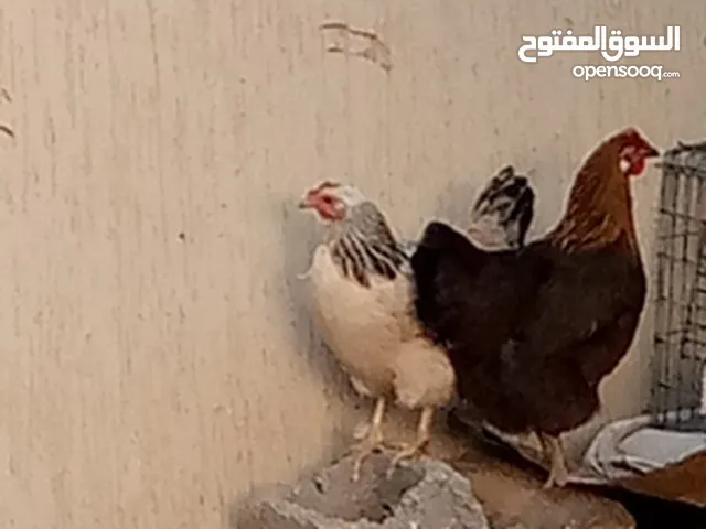 زوز دجاجات