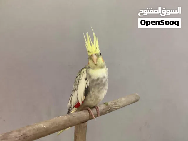 كوكتيل انثى