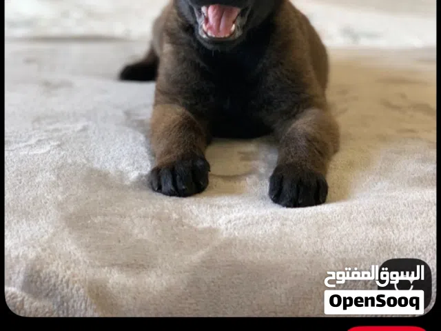الي عنده مثل هال مالينوا و تكمله وصف