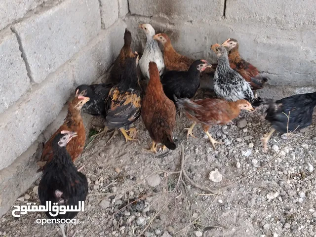افراخ دجاج للبيق