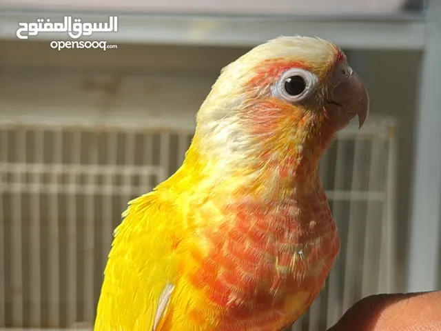 فرخ صن شيك كنيور