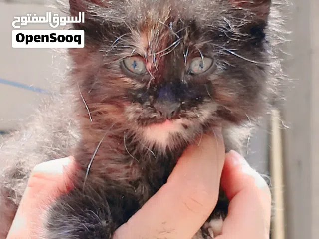 شرازي عمر شهر او نص اونث