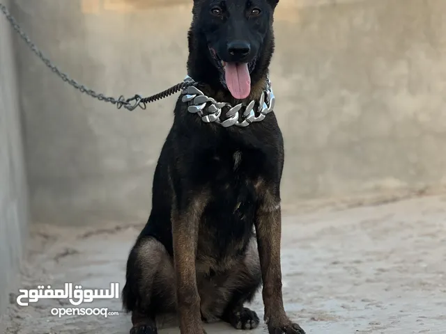انتى مالينوا العمر 5 شهور