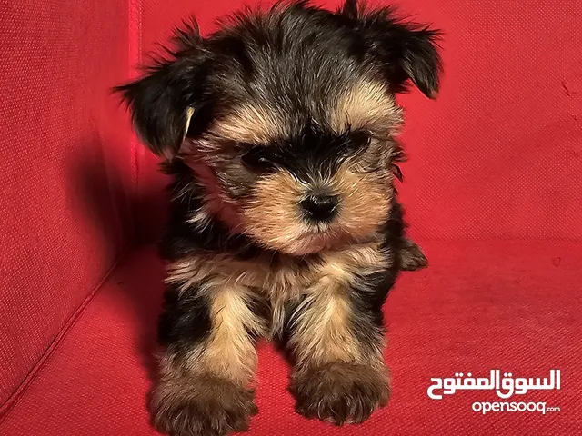 yorkishaier يوركي شاير