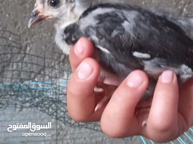 صوص دجاج عماني حلو شكلاً ومذاقاً