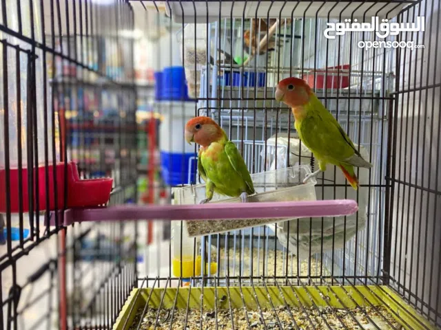 كوبيا بركديلو منتجة قبل مضمونه