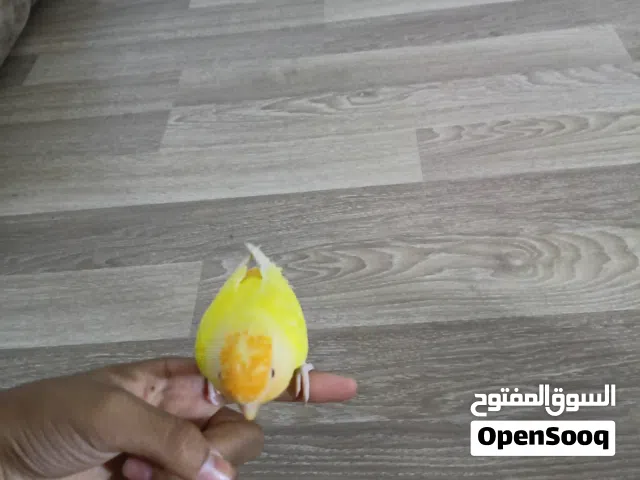 بركديلو اورنج مروض