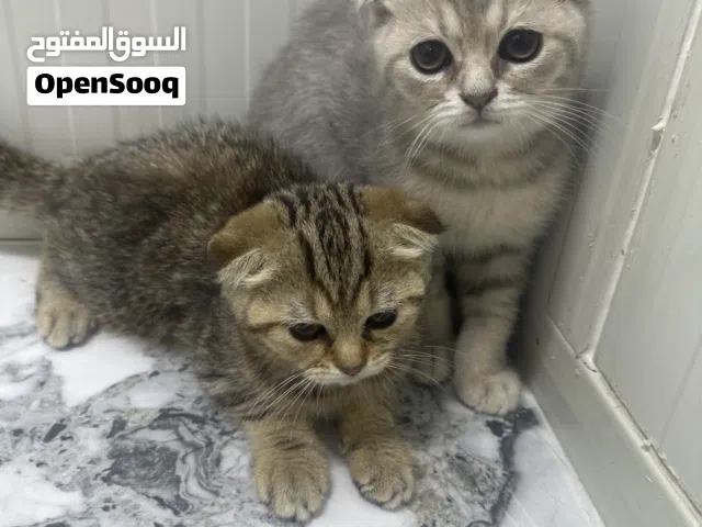 سكوتش فولد اصلي انثى وا ذكر عله 1000درهم اثنينتهم العمر 3شهور