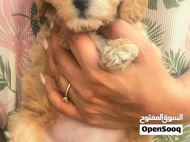 Maltipoo female