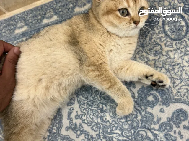 بريتش شورت هير