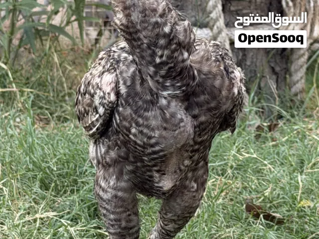 دجاج باكستاني للبيع