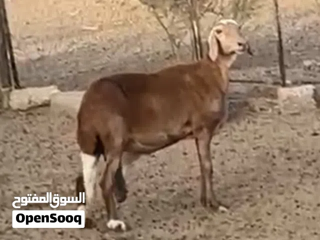 جاعدة سودانية طيبه