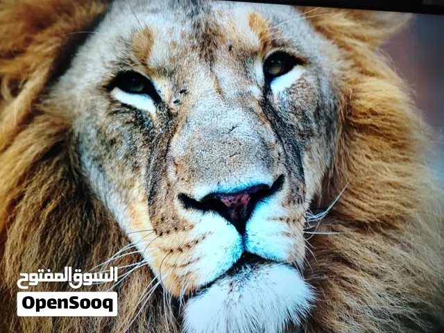 شاشه ماجيك 50 سمارت