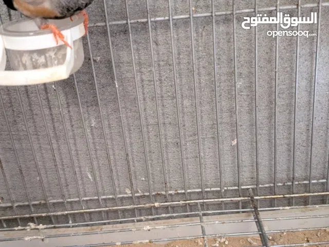 زيبرا شاركول