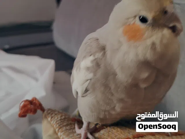 للبيع طائر كوكتيل أليف جدا