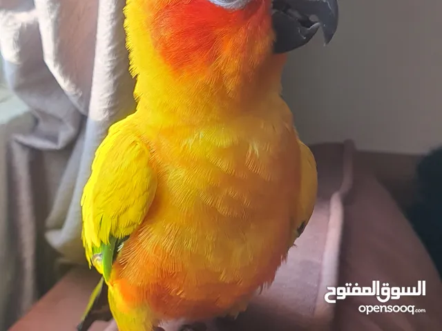 صن كنيور اليف جدا ولعوب