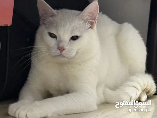 White shirazi cat