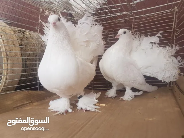 حمام زينه هزاز