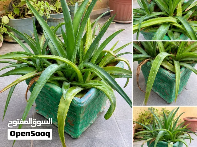 Healthy Aloe Vera Plant in Artistic Green Pot-5.99 BD