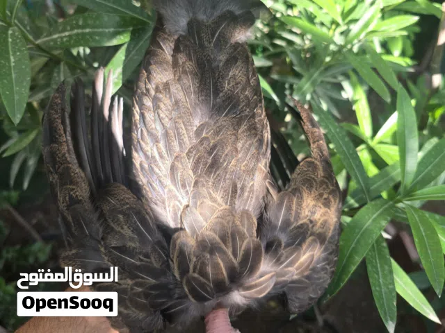 متاااح ديج ورد باكله ودجاجتين امهات ركيبه الديج عمره 6 اشهر ونص والدجاجات 6 اشهر جايات على بياض