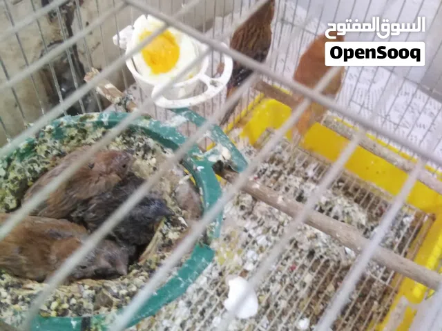 جوز كنار للبيع  الرصيفة حي القادسيه