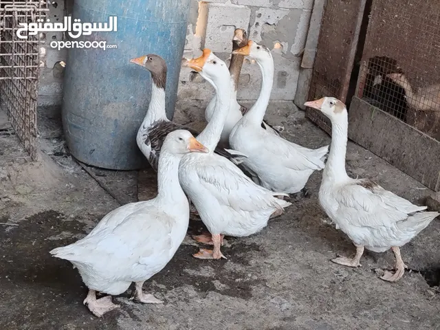 زوج وز و جزوجين بط نضيفات مال هلسنه صحه خير من الله