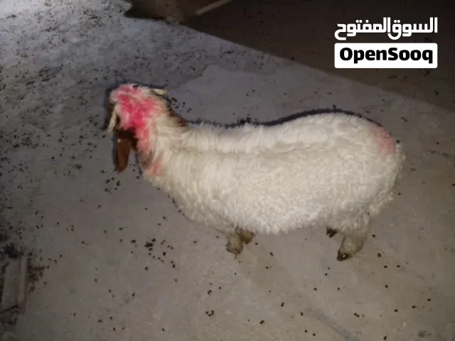 طلي ذكر للبيع