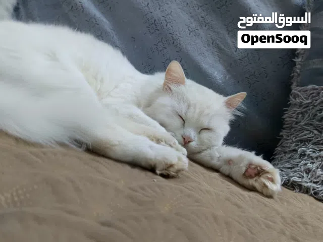 قط شيرازي نضيف