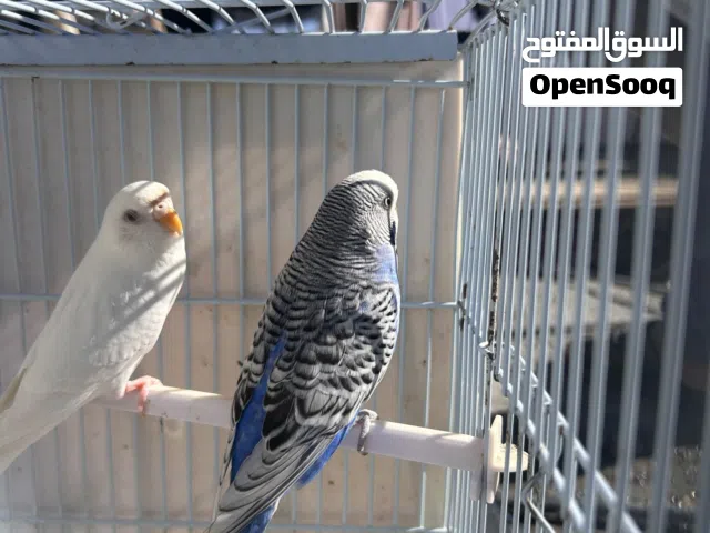 زوج طيور حب شغال جاهز للبيض