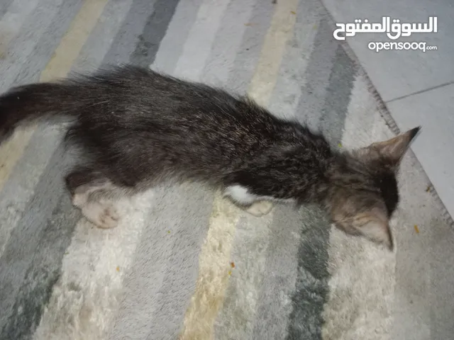 مساء النور صغير ما عنده ام