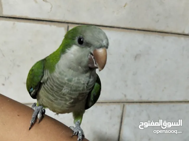 ببغاء كويكر أليف جدا و ما بعض