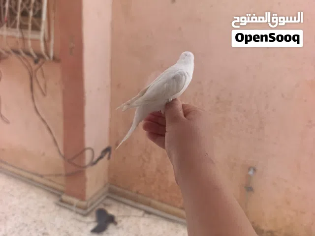 بادجي للبيع مروض فل أقرى وصف
