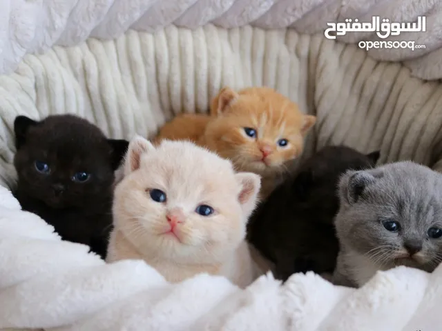 British short  hair kittens