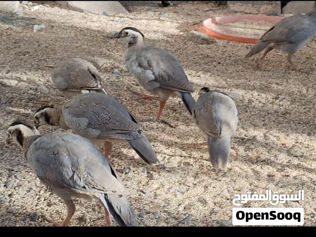 الحجل العربي
