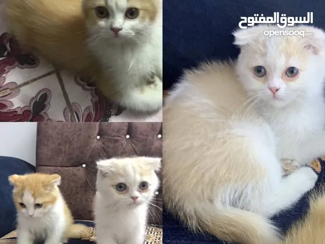 قطط سكوتش للبيع