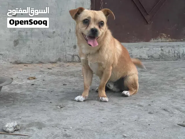 كلاب شيواوا العمر سنه 8 شهور دكر