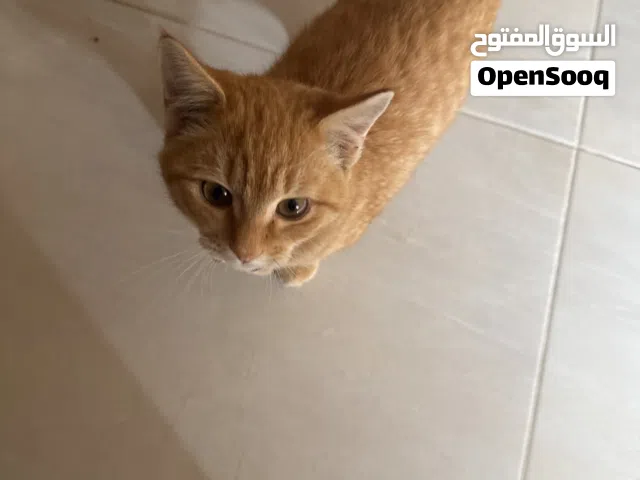 قطوة برتغالي للبيوت ما عنده حركات