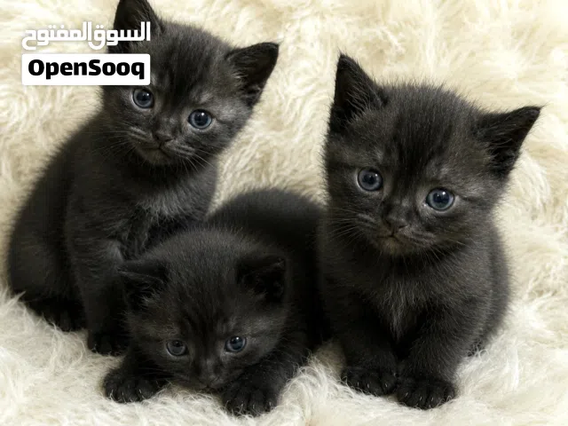 قطط الواحد بب60 وبيش ماتردونهن عادي نوعيه برتش ذكيات جداً العمر شهر