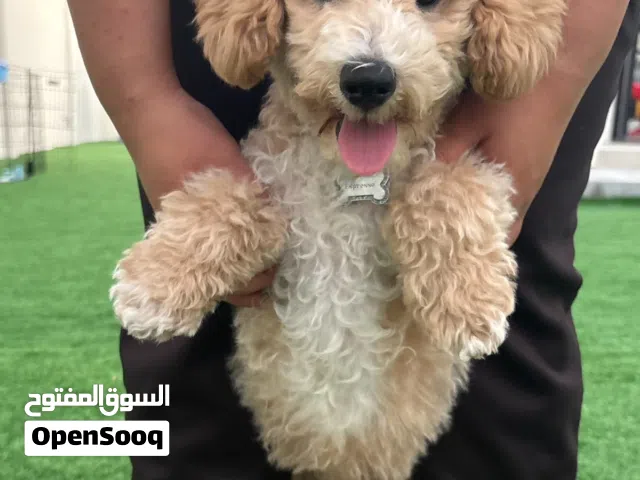 : ذكر   توي بودل عمره 3 أشهر  male  3 month Toy Poodle Puppy
