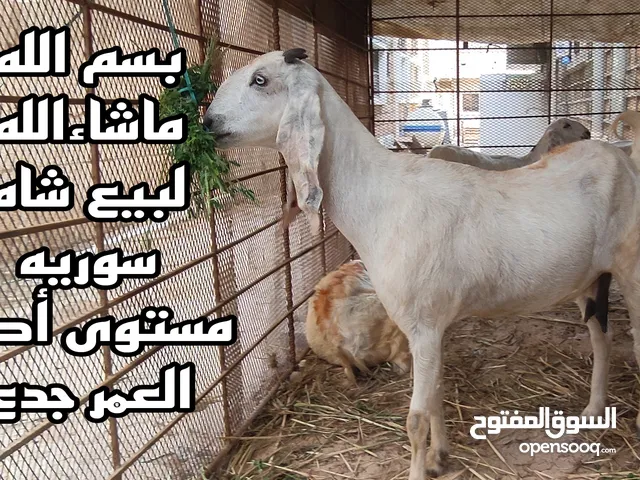 لبيع اغنام سوري وهندي