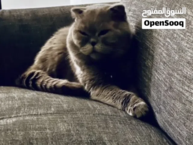 قطه للبيع سبب البيع عدم التفرغ للتربيه و صحتها جيده تم الفحص