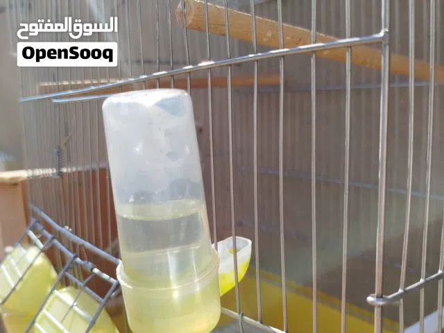 2 انتى للبيع بالقفاص