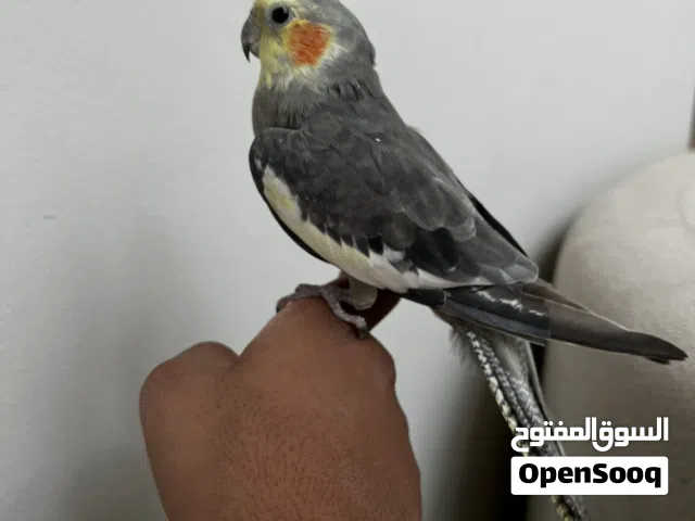كوكتيل أليف أبيعه معا سامانه القفص والأكل