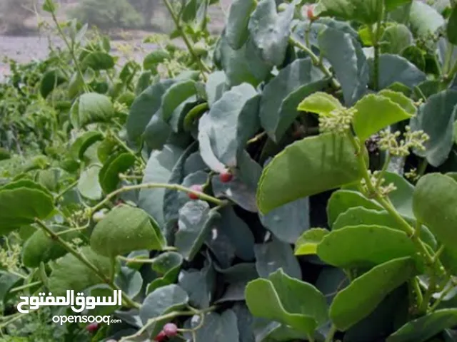 غلف لي يبغا