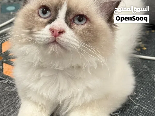 كيتن راغدول بيور شهرين ونص