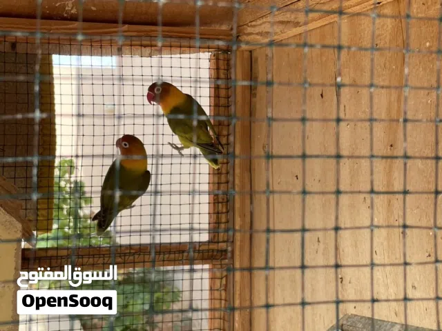 طائر بركاديلو فيشير