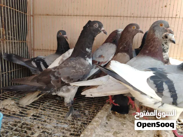 حمام عاديات يصلح الحال لذبح او للتربيه كلهم سمان