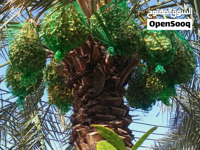 طنا خلايص من له رغبه