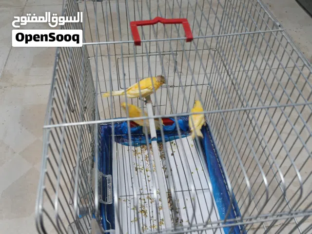 فراخ كناري عمر شهرين